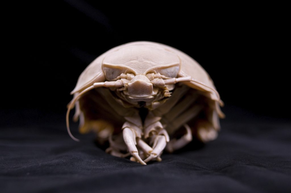 Creatures of the Deep: Giant Isopods | Offshore Supply