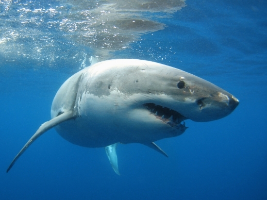 Creatures of The Deep: The Great White Shark | Offshore Supply